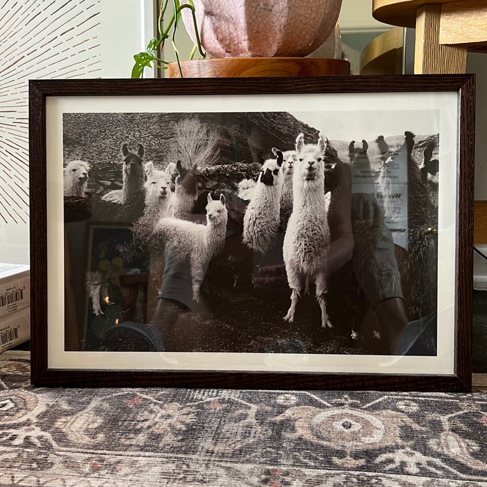 Framed Print: Llamas